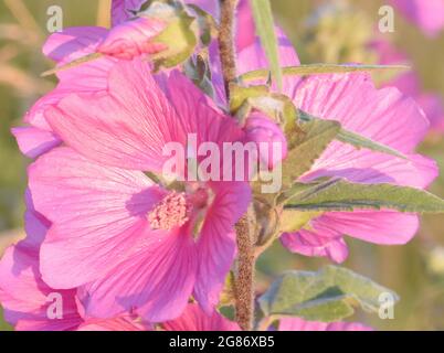 The pink flowers of common mallow (Malva sylvestris) glow in the early morning sun. Rye Harbour Nature Reserve, Rye, Sussex, UK. Stock Photo