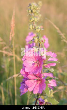 The pink flowers of common mallow (Malva sylvestris) glow in the early morning sun. Rye Harbour Nature Reserve, Rye, Sussex, UK. Stock Photo