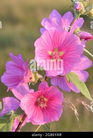 The pink flowers of common mallow (Malva sylvestris) glow in the early morning sun. Rye Harbour Nature Reserve, Rye, Sussex, UK. Stock Photo