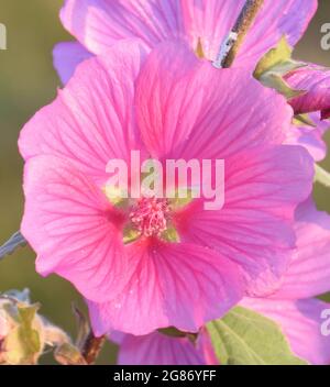 The pink flowers of common mallow (Malva sylvestris) glow in the early morning sun. Rye Harbour Nature Reserve, Rye, Sussex, UK. Stock Photo