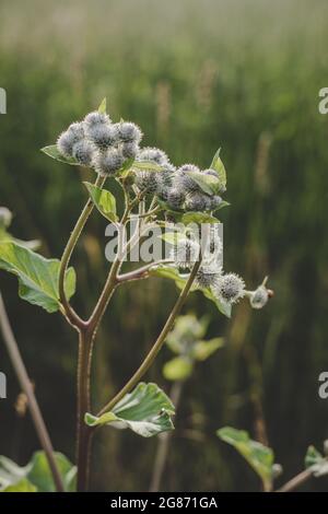 Close up of lush green Burdock backlit with evening sun Stock Photo