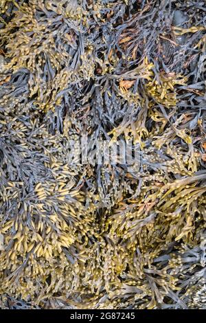 Fucus vesiculosus and Pelvetia canaliculata /  Bladder wrack and channelled wrack seaweed on the Scottish coast. Scotland Stock Photo