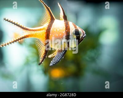 Close up Banggai cardinalfish swimming in the saltwater in an aquarium. Stock Photo