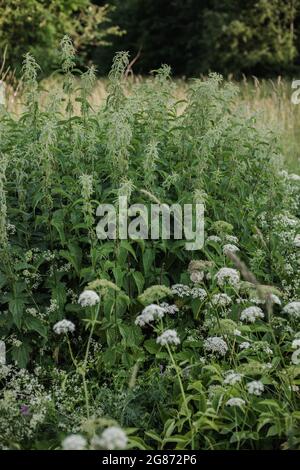 Lush green stinging nettle (Urtica dioica) with heart-shaped leaves and yellow flowers in meadow. Can be used as medicine. Stock Photo