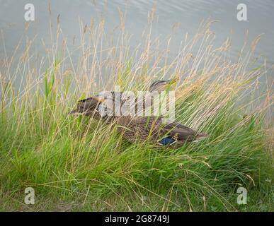 Two female Mallard ducks (Anas Platyrhynchos) grazing in the long grass beside the River Nith, Dumfries and Galloway, Scotland, 2012. Stock Photo