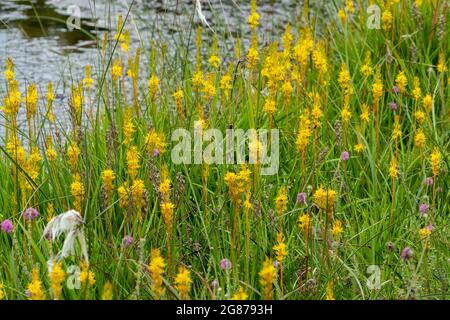 Patch of bog asphodel flowers (Narthecium ossifragum) at the edge of a bog during July or summer, England, UK Stock Photo