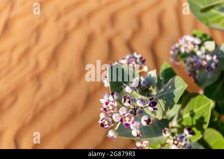 Apple of Sodom (Calotropis procera) purple flowers blooming close-up view with rippled desert sand dunes texture in the background, UAE. Stock Photo