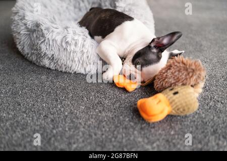 Boston Terrier puppy sleeping over the edge of a fluffy bed on to carpet. A soft duck toy is next to her. She is very sleepy after playing. Stock Photo