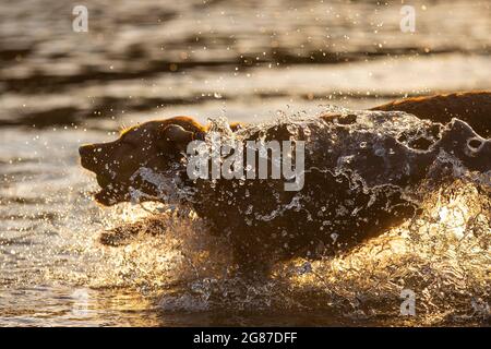 Cardiff, Wales, UK. 17th July, 2021. Talisker the labrador cools off from the UK heatwave with an evening swim in a Cardiff river. Credit: Mark Hawkins/Alamy Live News Stock Photo