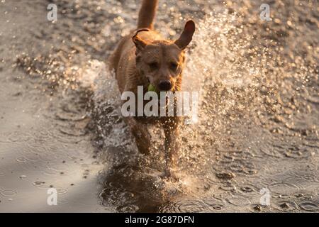 Cardiff, Wales, UK. 17th July, 2021. Talisker the labrador cools off from the UK heatwave with an evening swim in a Cardiff river. Credit: Mark Hawkins/Alamy Live News Stock Photo