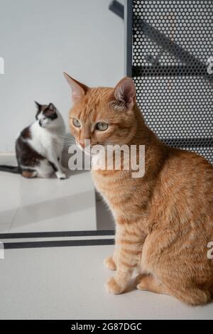 vertical composition. two domestic brown cats by the front door Stock Photo