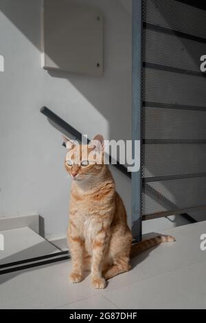 vertical composition. two domestic brown cats by the front door Stock Photo