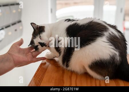 black and white cat enjoys the caresses on its head. close up. Stock Photo
