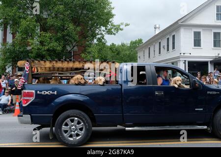A truck full of Golden Retrievers in the 4th of July Parade in Stowe, Vermont Stock Photo