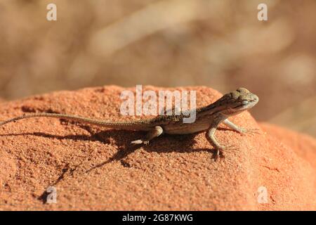 Little lizard on the desert's rock Stock Photo