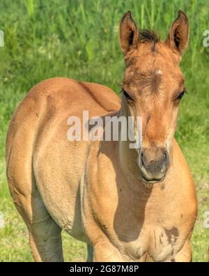 buckskin quarter horse foal