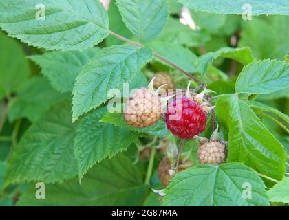 Close up of ripening and ripe raspberries on the vine surrounded by lush green leaves. Spring harvest. Stock Photo