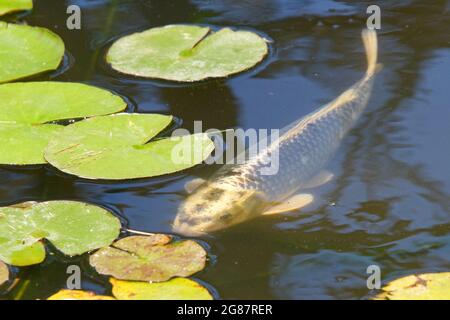 Koi ora also known as nishikigoi, a colored varieties of Amur carp swimming in outdoor koi pond through water Lilly pads with dark murky water. Stock Photo