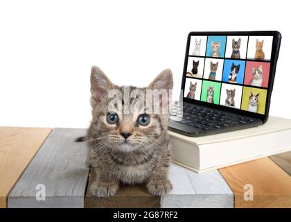 Adorable tabby kitten laying on a multicolored wood floor looking at viewer with perplexed expression. Miniature computer with online meeting school i Stock Photo