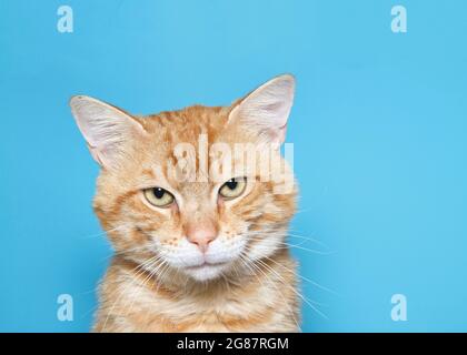 Adult orange and white ginger tabby cat looking at viewer, eyes squinting as if perturbed or upset or trying to focus visually. Turquoise blue backgro Stock Photo