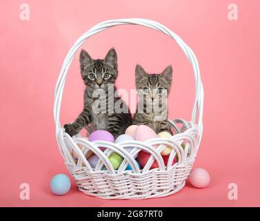 Adorable tabby kittens sitting in a white wicker easter basket filled with easter eggs. Kittens looking directly at viewer. Pink background. Stock Photo