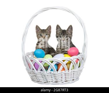 Adorable tabby kittens sitting in a white wicker easter basket filled with easter eggs. Kittens looking directly at viewer. Isolated on white. Stock Photo