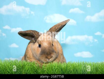 Portrait of a Brown lop eared bunny rabbit peaking over green grass, blue background sky with clouds. Stock Photo