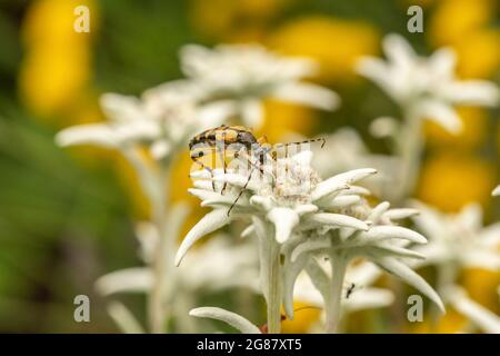 Close-up of a spotted longhorn beetle, rutpela maculata on an edelweiss flower Stock Photo