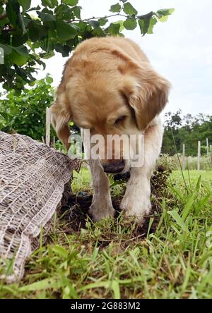PRODUCTION - 08 July 2021, Baden-Wuerttemberg, Waghäusel: The Golden Retriever truffle sniffer dog Balou is looking for truffles on a truffle plantation of his master Michael Heiler. (to dpa: 'Who wants to find, grows himself - More and more people breed truffles') Photo: Uli Deck/dpa Stock Photo
