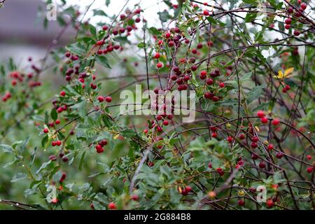 Real nature bakround: cherries on a branch with raindrops in a cherry orchard on a beautiful summer rainy day Stock Photo