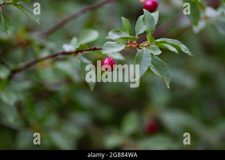 Real nature bakround: cherries on a branch with raindrops in a cherry orchard on a beautiful summer rainy day Stock Photo