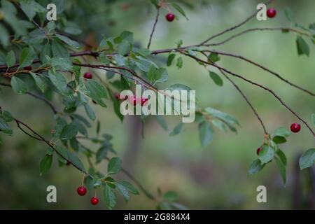 Real nature bakround: cherries on a branch with raindrops in a cherry orchard on a beautiful summer rainy day Stock Photo