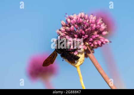Xylocopa violacea, the violet carpenter bee on the onion plant