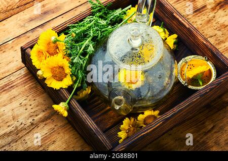 Glass teapot with chrysanthemum flower tea. Flower tea. Herbal medicine. Herbal medicine and homeopathy.Herbal tea. Stock Photo