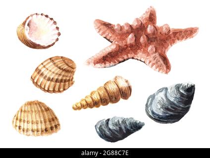 Starfish and seashells set. Hand drawn watercolor illustration ...