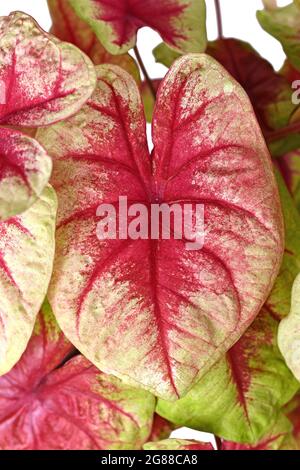 Leaf of exotic 'Caladium Lemon Blush' houseplant with pink and lime green color Stock Photo