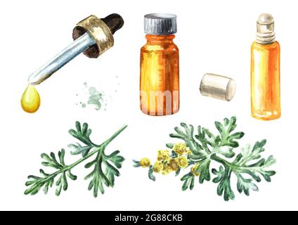 Sprigs, leaf and flower of medicinal plant wormwood and essential oil set, Hand drawn watercolor illustration, isolated on white background Stock Photo