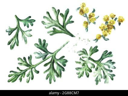 Sprigs, leaf anf flowers of medicinal plant wormwood set. Hand drawn watercolor illustration isolated on white background Stock Photo