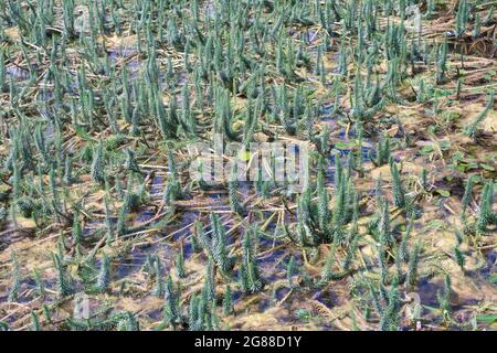 Hippuris vulgaris or common mare's-tail growing in a pond. It's an aquatic oxygenating plant that can become an invasive weed. Stock Photo