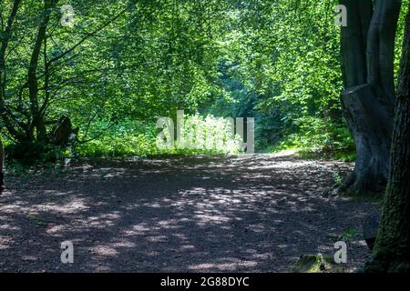 A small clearing where dappled sunlight hits the forest floor in the Cairn Wood at Ballysallagh on the Craigantlet Road in County Down Northern Irelan Stock Photo