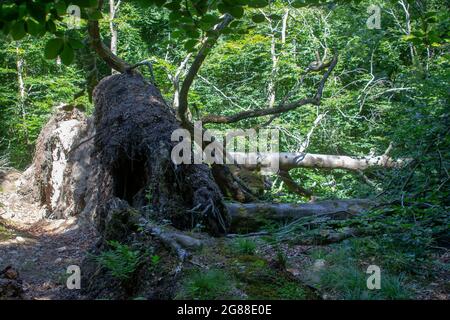 A fallen tree with exposed roots lies in dappled sunlight in the Cairn Wood at Ballysallagh on the Craigantlet Road in County Down Northern Ireland Stock Photo