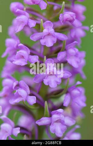 Marsh Fragrant-orchid - Gymnadenia densiflora, beautiful colored flowering plant from European meadows and marshes, White Carpathians, Czech Republic. Stock Photo