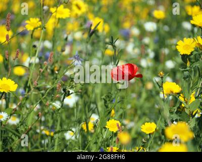 British wildflowers including Corn Marigold (glebionis), English Chamomile (chamaemelum nobile), Cornflower (centaurea) and Corn Poppy (papaver) Stock Photo