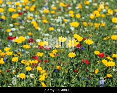 British wildflowers including Corn Marigold (glebionis), English Chamomile (chamaemelum nobile), Cornflower (centaurea) and Corn Poppy (papaver) Stock Photo