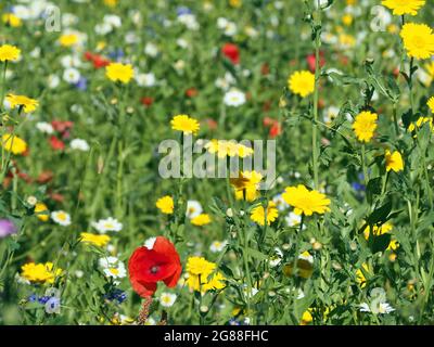 British wildflowers including Corn Marigold (glebionis), English Chamomile (chamaemelum nobile), Cornflower (centaurea) and Corn Poppy (papaver) Stock Photo