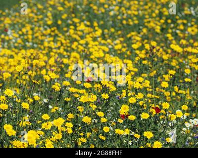 British wildflowers including Corn Marigold (glebionis), English Chamomile (chamaemelum nobile), Cornflower (centaurea) and Corn Poppy (papaver) Stock Photo