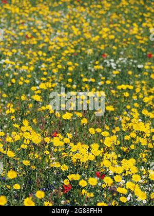 British wildflowers including Corn Marigold (glebionis), English Chamomile (chamaemelum nobile), Cornflower (centaurea) and Corn Poppy (papaver) Stock Photo