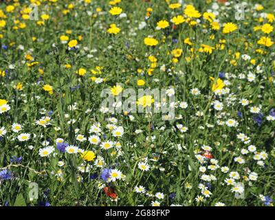 British wildflowers including Corn Marigold (glebionis), English Chamomile (chamaemelum nobile), Cornflower (centaurea) and Corn Poppy (papaver) Stock Photo