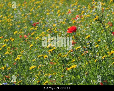 British wildflowers including Corn Marigold (glebionis), English Chamomile (chamaemelum nobile), Cornflower (centaurea) and Corn Poppy (papaver) Stock Photo