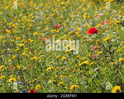 British wildflowers including Corn Marigold (glebionis), English Chamomile (chamaemelum nobile), Cornflower (centaurea) and Corn Poppy (papaver) Stock Photo